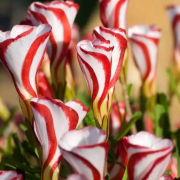 candy cane flower