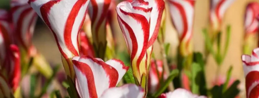 candy cane flower