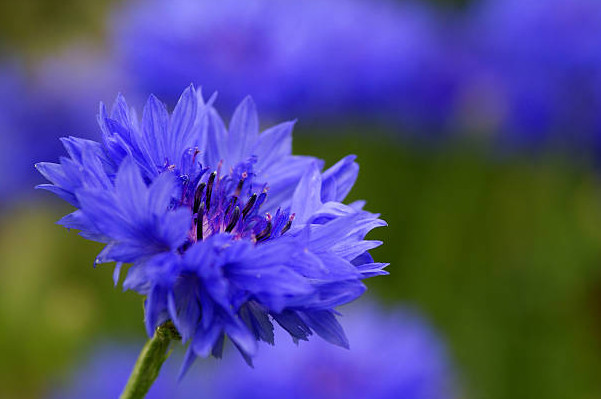 ▷ Cornflower | A Flower with Multiple Benefits and Properties