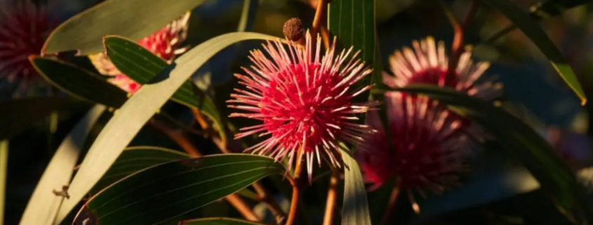 Hakea laurina