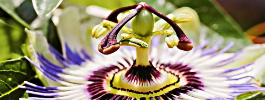 PASSIFLORA INCARNATA (MAYPOP FLOWER)