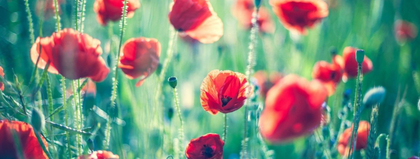 poppies flowers