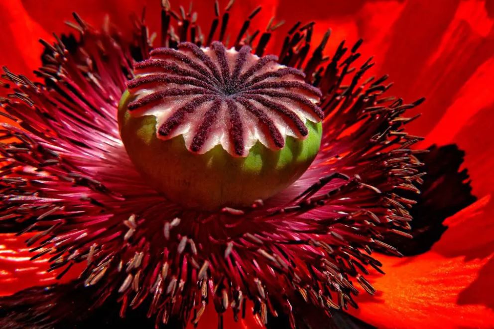 Vallmo blommor (Papaver)