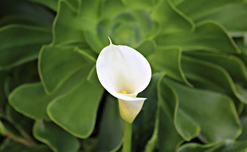 ▷ Agua Lilly Flor (Lirio) 🌸 - Información - Flores Exóticas