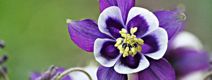 Columbine flower