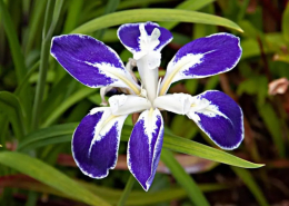 Iris Laevigata