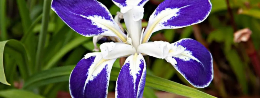 Iris Laevigata