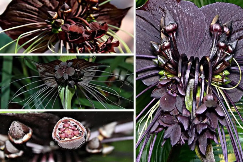 ▷ La Flor Murciélago | La Flor Negra que atrae las miradas