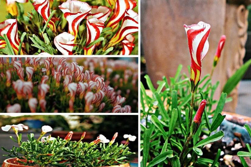 Candy Cane Flower