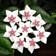 Porcelain Flower (Hoya carnosa)