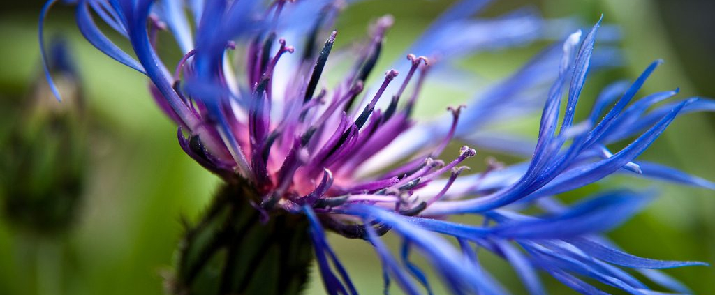 cornflower