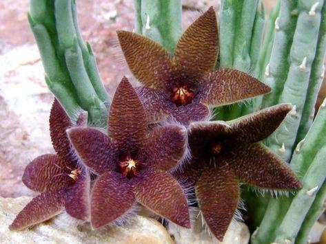 The Starfish Flower (Stapelia gigantea) - This flower is native to South Africa and it's known for its starfish-like shape and its odor that resembles rotting flesh.