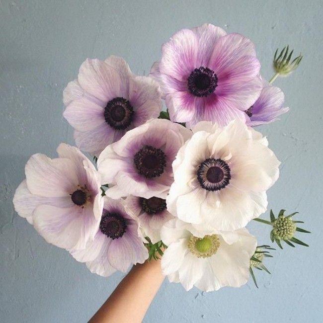 Anemones - Anemones are a popular spring flower that come in a variety of colors including white, pink, and purple. They are known for their large, showy blooms and long, delicate stems.