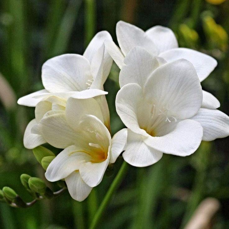 Freesia - Freesia are a popular flower that come in a variety of colors including pink, yellow, purple and white. They are known for their delicate, tubular blooms and long stems.