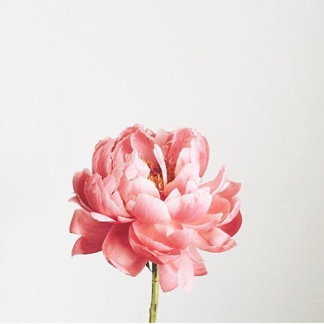 Peonies - Peonies are a popular flower that come in a variety of colors including pink, red, and white. They are known for their large, ruffled blooms and thick, woody stems.