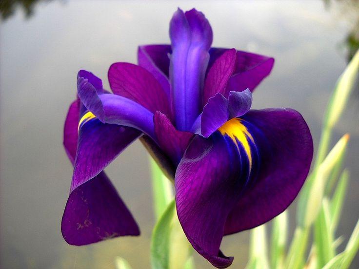 Iris - iris are a popular flower that come in a variety of colors, including blue, purple, yellow, and white. They are known for their unique, sword-shaped leaves and showy blooms.