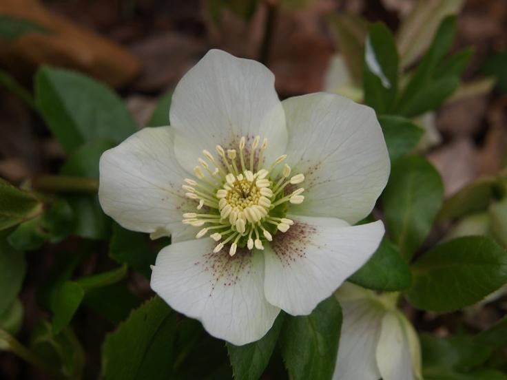 Hellebores - Hellebores are a popular winter flower that come in a variety of colors including white, pink, and purple. They are known for their large, cup-shaped blooms and evergreen foliage.