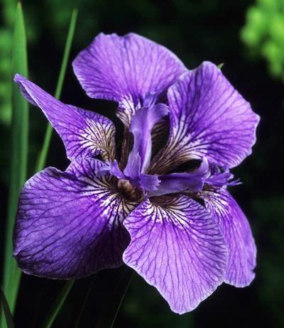 Iris setosa - Iris setosa is a distinctive flower that has a blue petals and a hairy stem, it's native to North America.