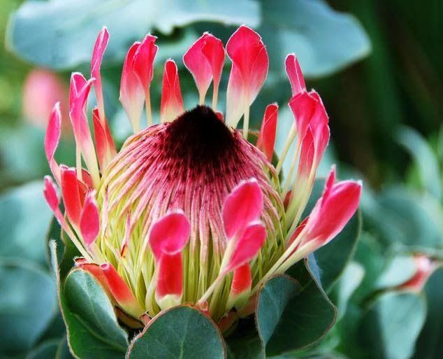 Protea - a unique tropical flower that is native to South Africa, it has a distinctive shape and comes in a variety of colors.