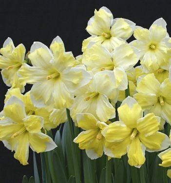 Daffodils - daffodils are a popular spring flower that come in a variety of colors, including yellow and white. They are known for their trumpet-shaped blooms and long stems.
