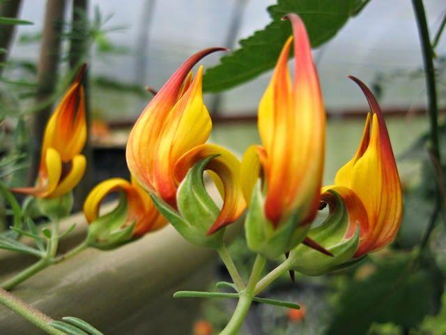 The Parrot's Beak (Lotus berthelotii) - This plant is native to Canary Islands, It has small, bright yellow flowers that resemble the beak of a parrot.