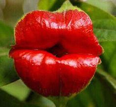 The Hooker's Lips (Psychotria elata) - This flower is native to Costa Rica, it's known for its bright red, lip-like bracts that surround its small flowers.