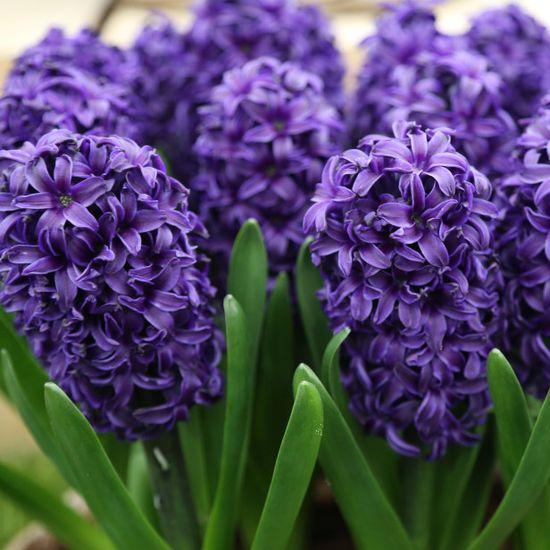 Hyacinth - Hyacinth are a popular flower that come in a variety of colors including pink, purple, blue and white. They are known for their fragrant blooms and long stems.