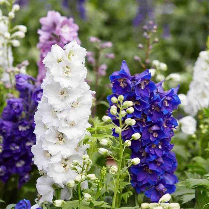 Delphiniums - Delphiniums are a popular flower that come in a variety of colors including blue, purple and pink. They are known for their tall spikes of large, showy blooms.