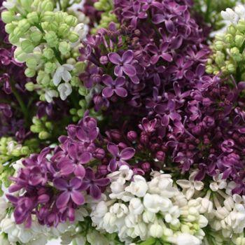 Lilacs - Lilacs are a popular spring flower that come in a variety of colors including pink, purple, and white. They are known for their fragrant blooms and large, heart-shaped leaves.