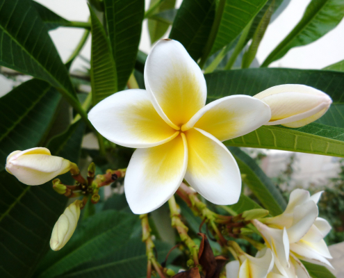 Crisp white Frangipani Plumeria flowers with a vibrant yellow center set against a backdrop of lush green leaves