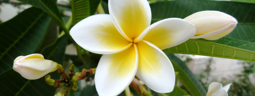 Crisp white Frangipani Plumeria flowers with a vibrant yellow center set against a backdrop of lush green leaves