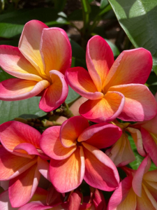 2 Talee Fresche Di Plumeria (Frangipani) – Cactus E Succulente, Pianta Tropicale