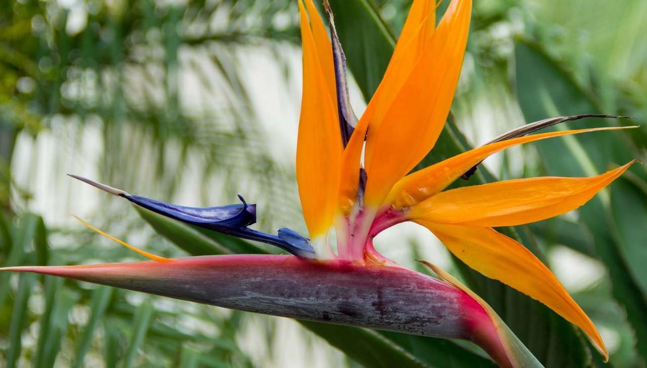 La beauté exotique de l'Oiseau de Paradis: Un guide de la croissance et de  soins pour les plantes tropicales