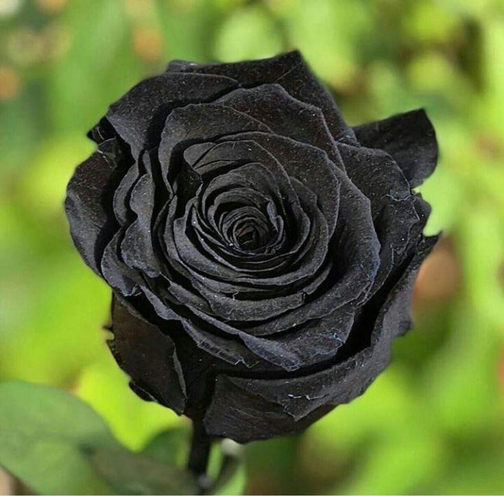Black Rose - it's not a naturally occurring flower, it's a hybrid created through a process called "blackening" where a rose is chemically treated to change its color.