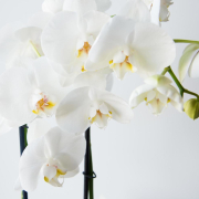 white orchid flower types, pictures, description and tips