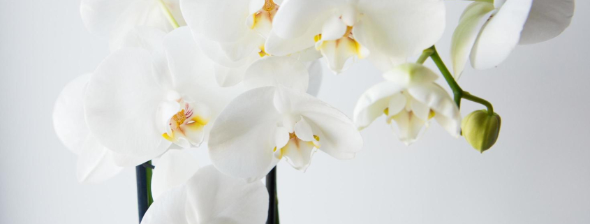 white orchid flower types, pictures, description and tips