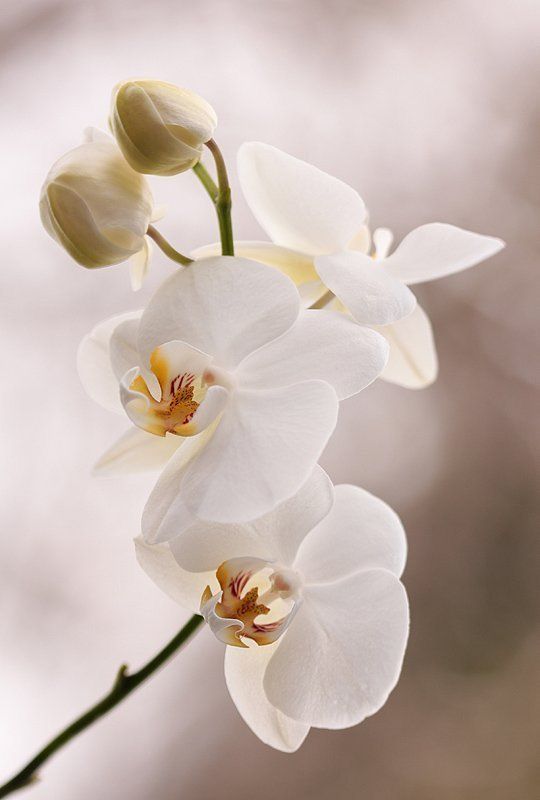 White Orchid Picture