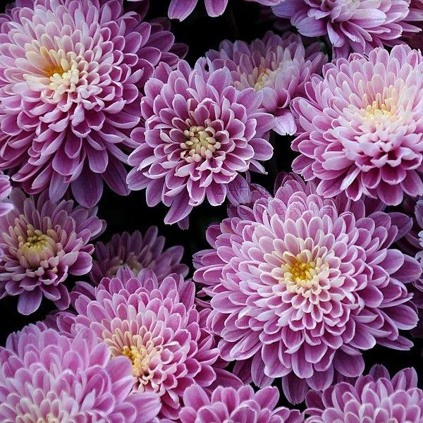 Chrysanthemums - Chrysanthemums, or "mums" for short, are a popular flower that come in a variety of colors including white, yellow, pink, and red. They are known for their large, showy blooms and long stems.