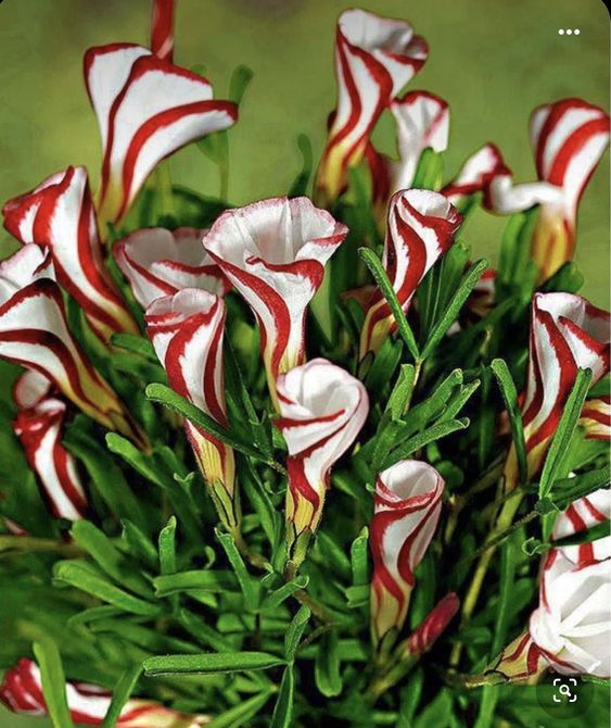 Candy Cane Flowers (Oxalis Versicolor)