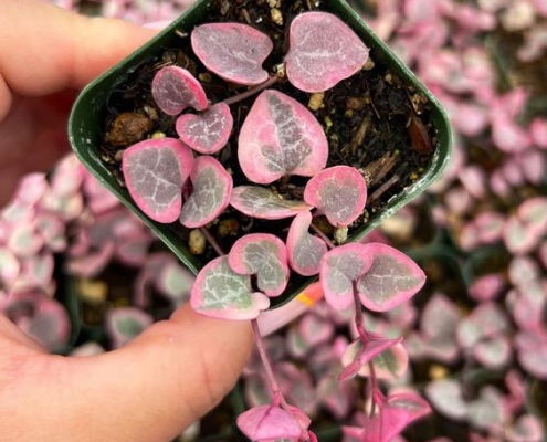 Ceropegia Woodii: The Charming String of Hearts