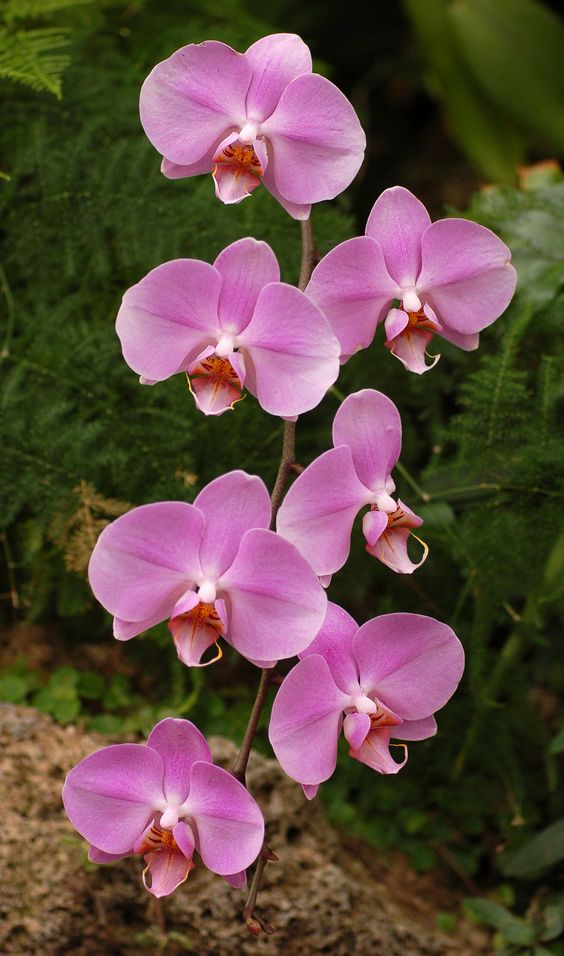 Phalaenopsis (Moth Orchid) - Orchid Flower 