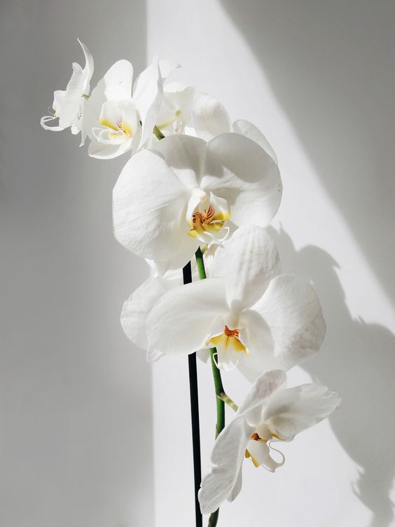 Weißes Orchideenbild