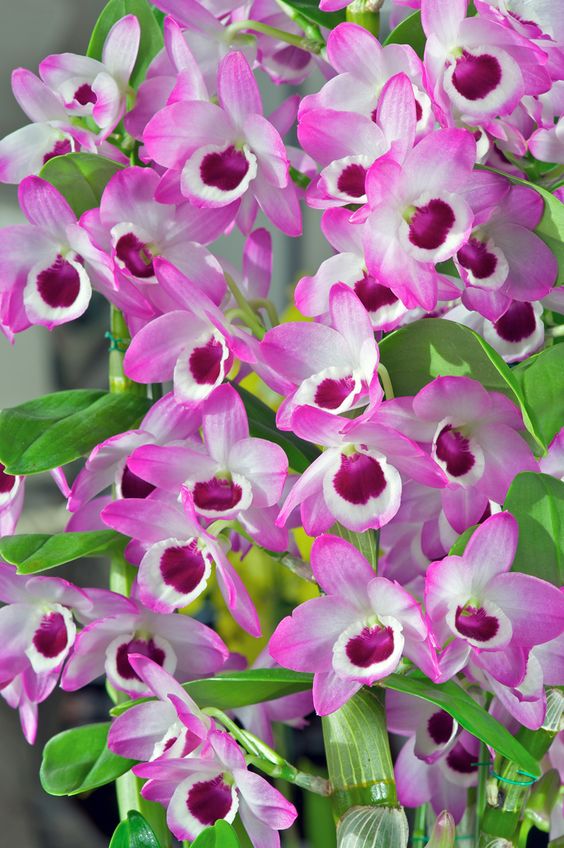 Dendrobium (Käpp-orkidé)