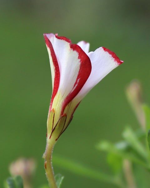 Flor de Caña de Caramelo (Oxalis Versicolor)