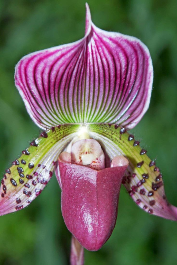 Paphiopedilum (Frauenschuh-Orchidee)