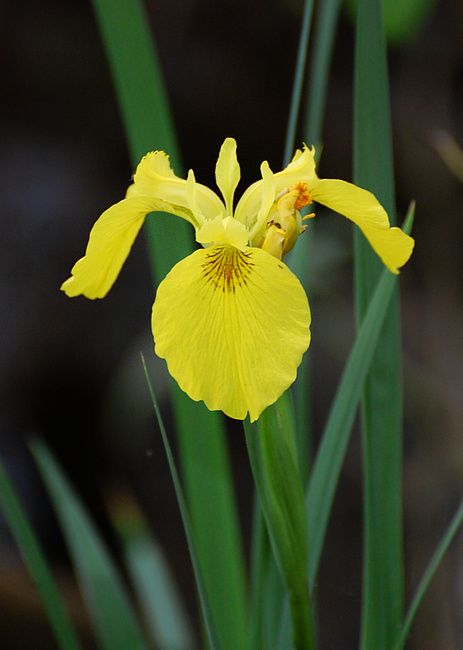 Iris pseudacorus (Iris Giallo o Iris Pseudacorus)