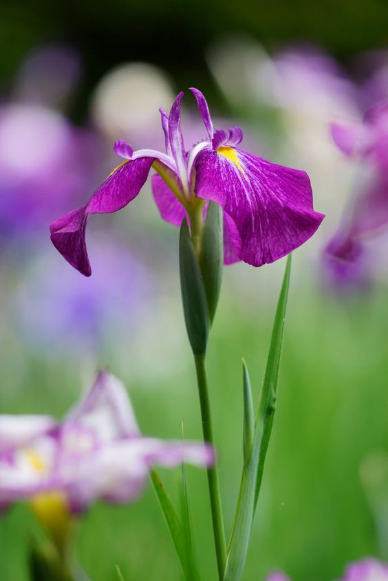 Iris ensata (Iris giapponese)